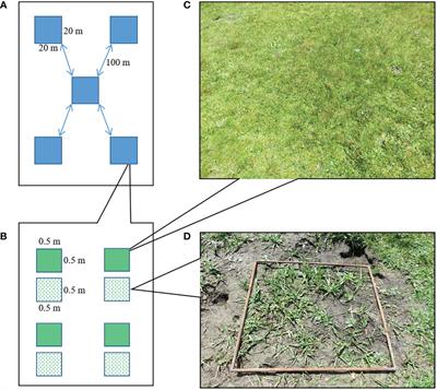 Impact of plateau pika burrowing activity on the grass/sedge ratio in alpine sedge meadows in China